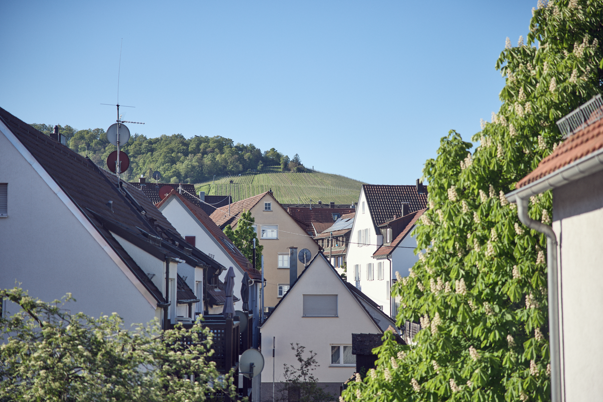 Blick auf eine Wohngegend mit traditionellen Häusern, grünen Weinbergen im Hintergrund und Bäumen im Vordergrund, die an eine ruhige, ländliche Idylle erinnern.