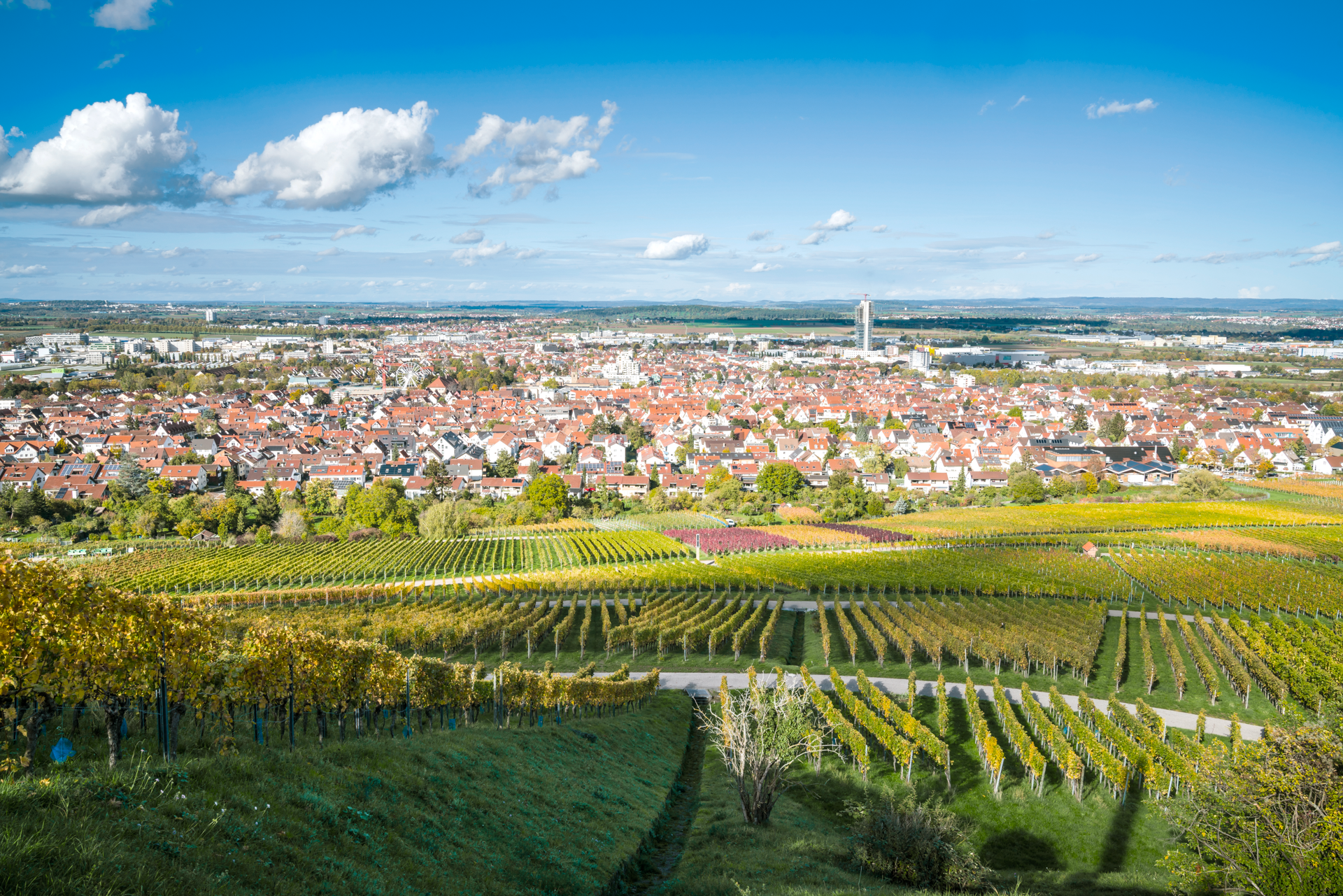 Blick auf eine malerische Stadt, umgeben von Weinbergen, unter einem klaren blauen Himmel mit wenigen weißen Wolken. Die terrassierten Weinfelder präsentieren verschiedene Grüntöne, während die Stadt mit ihren roten Dächern und modernen Gebäuden im Hintergrund sichtbar ist.